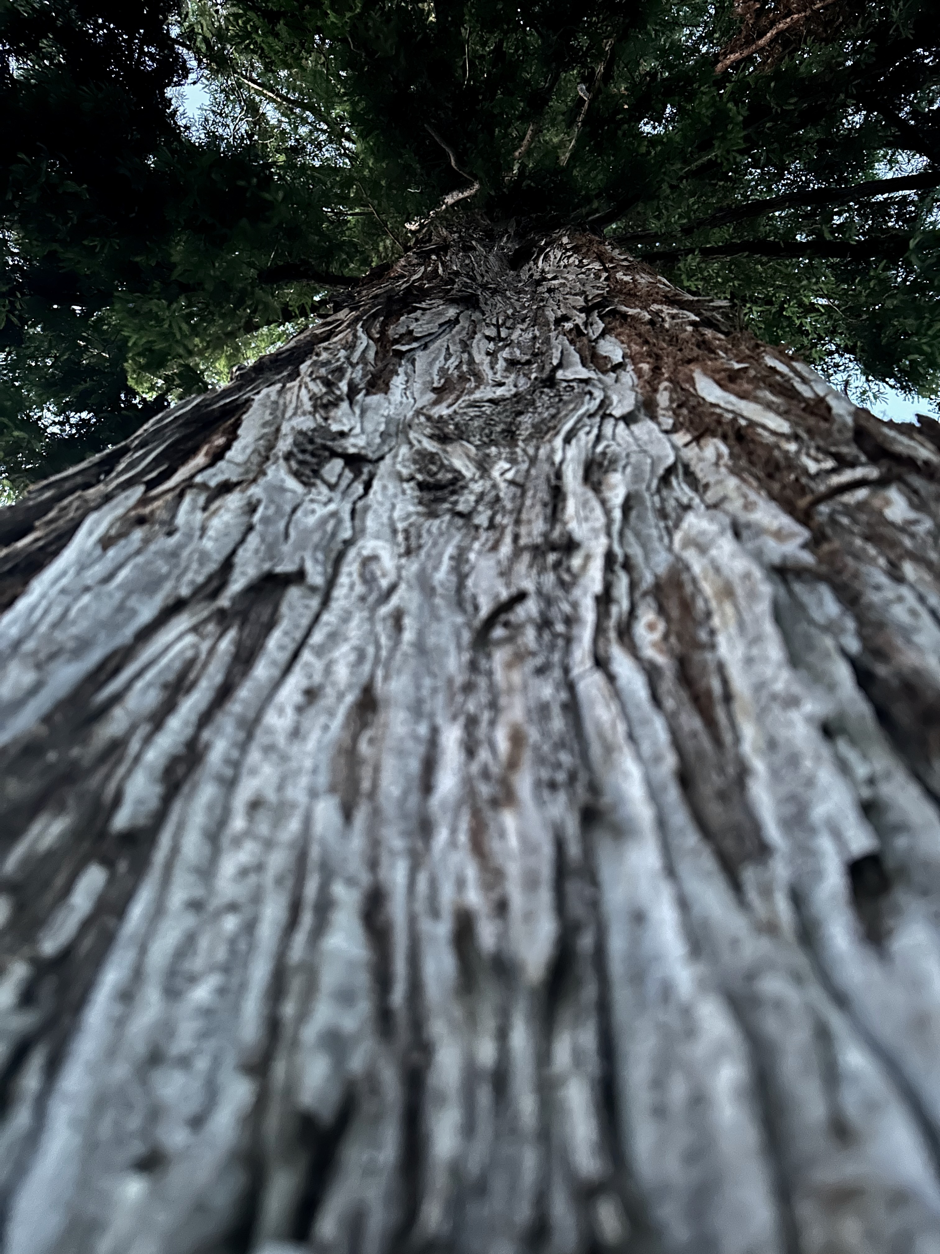 Tree trunk