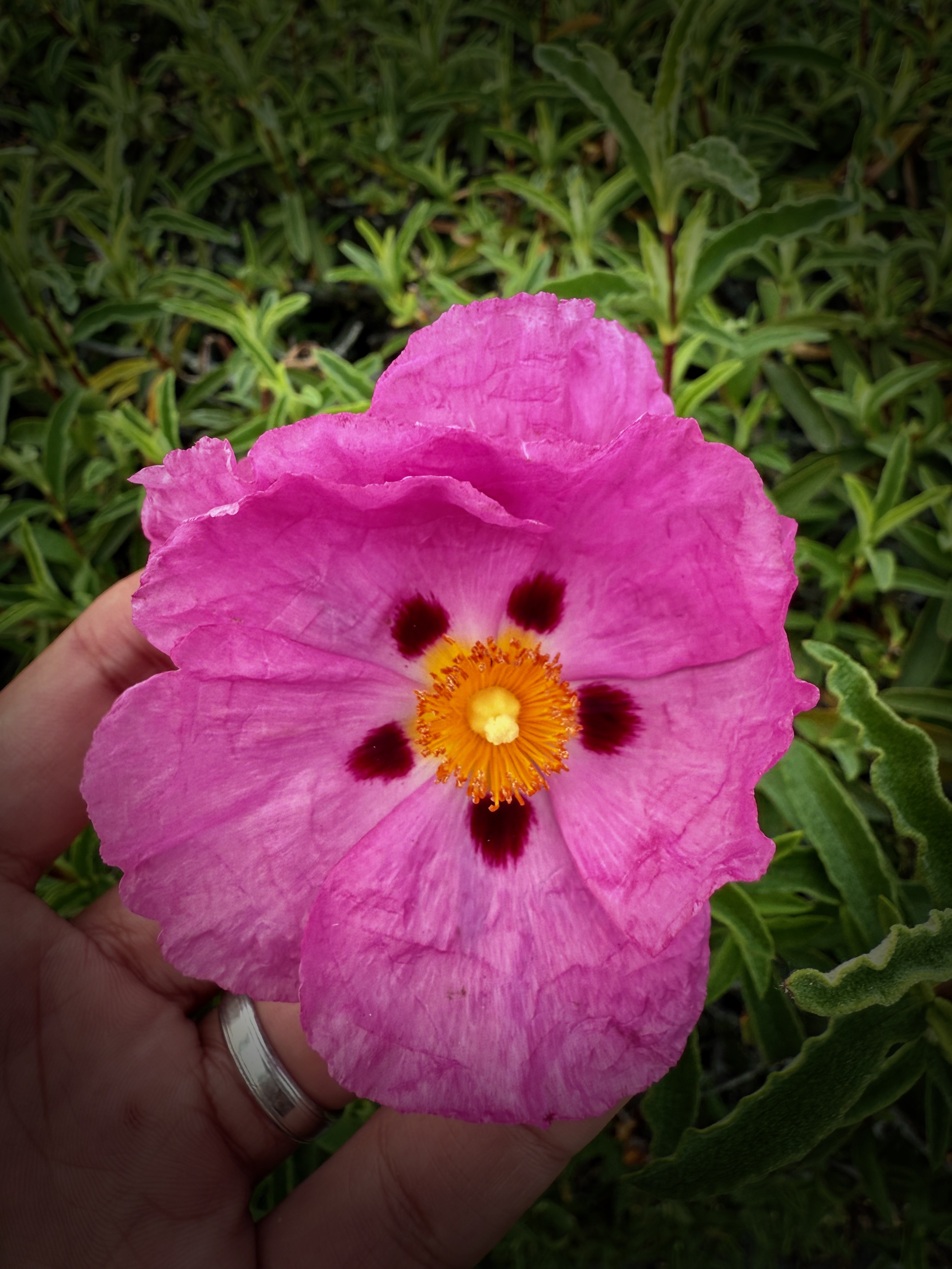 ttl_week_68